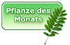 Pflanze des Monats